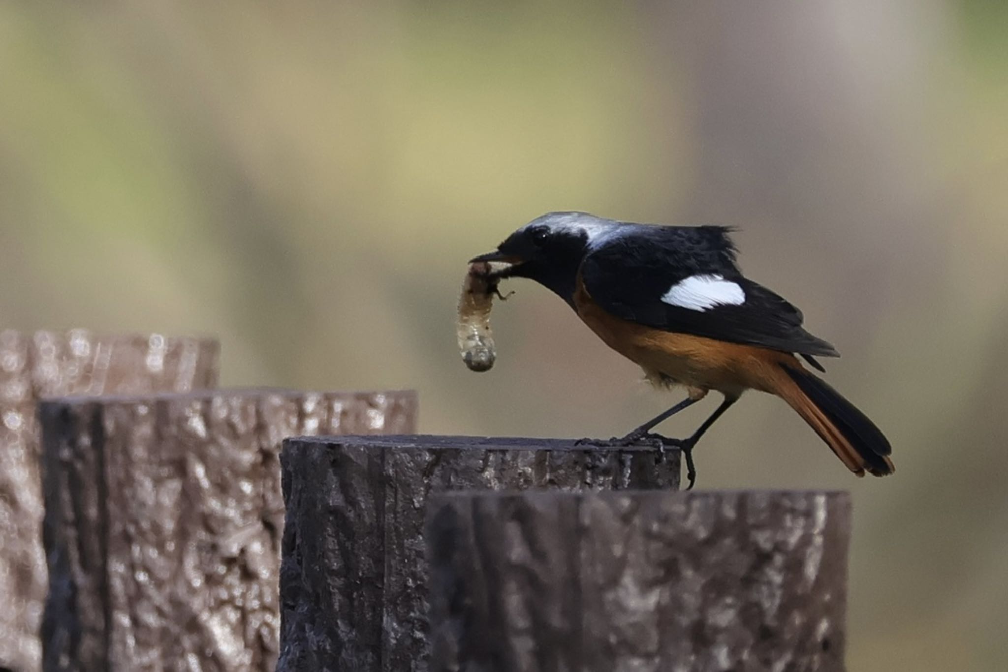 Daurian Redstart