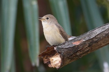 Red-breasted Flycatcher Osaka castle park Sun, 2/18/2024