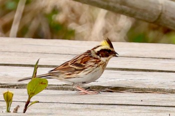 Yellow-throated Bunting 坂井海浜自然公園 Sun, 3/31/2024