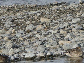 2018年12月16日(日) 多摩川二ヶ領宿河原堰の野鳥観察記録