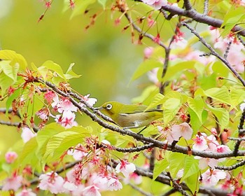 Warbling White-eye 大仙公園 Thu, 3/28/2024