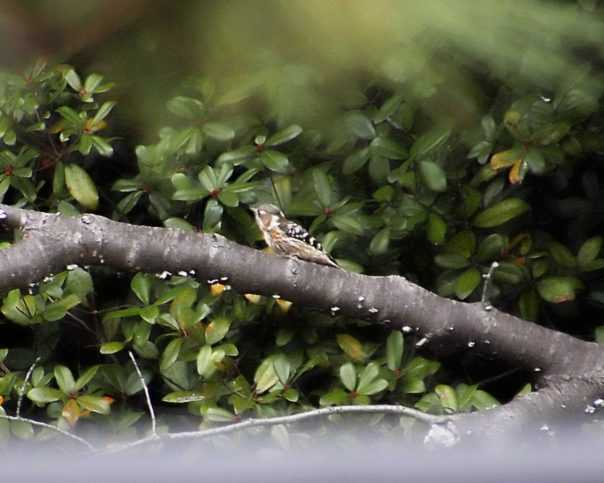 Photo of Japanese Pygmy Woodpecker at 大仙公園 by Ken Mimura