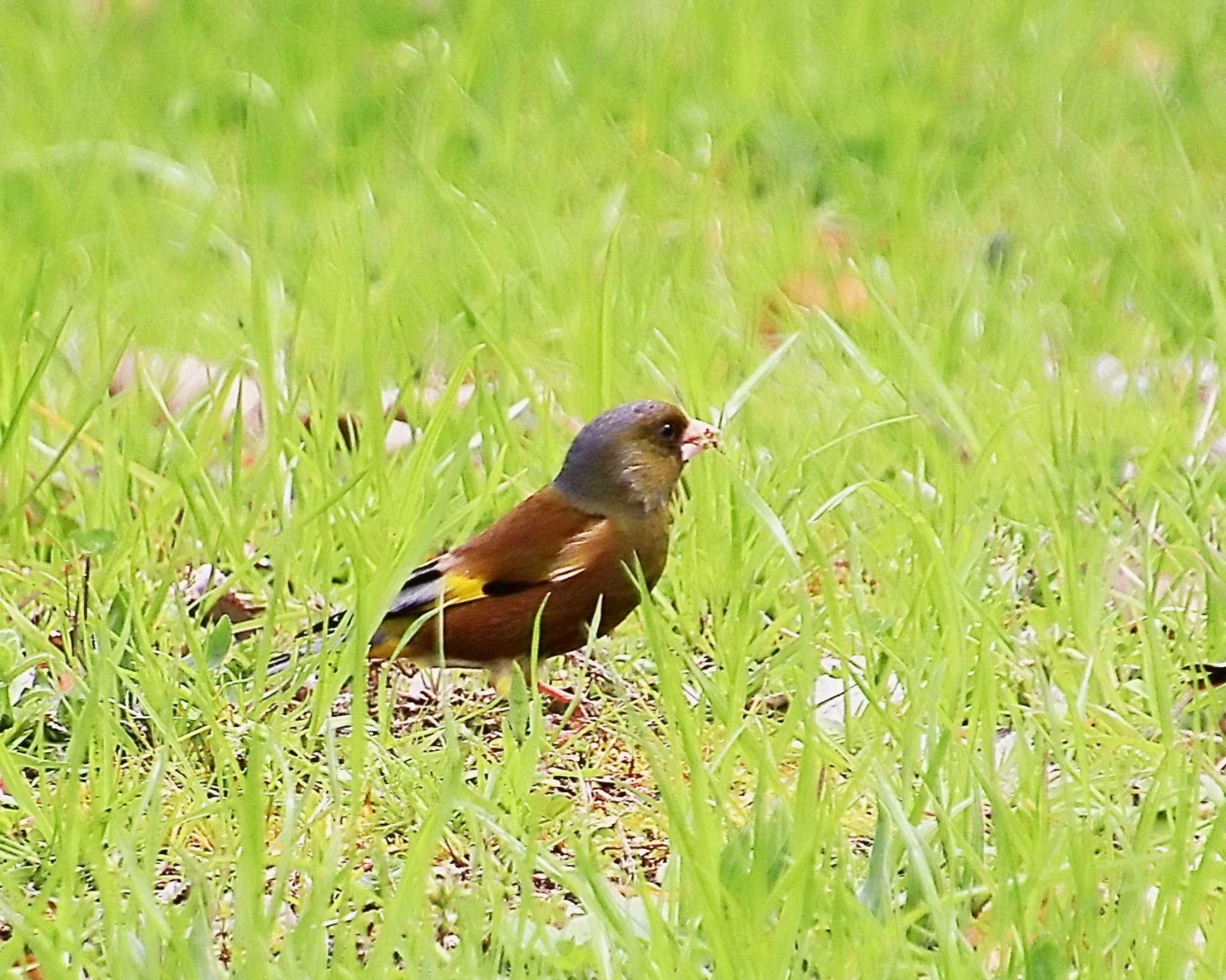 Photo of Grey-capped Greenfinch at 大仙公園 by Ken Mimura