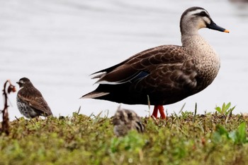 Eastern Spot-billed Duck Isanuma Mon, 3/25/2024