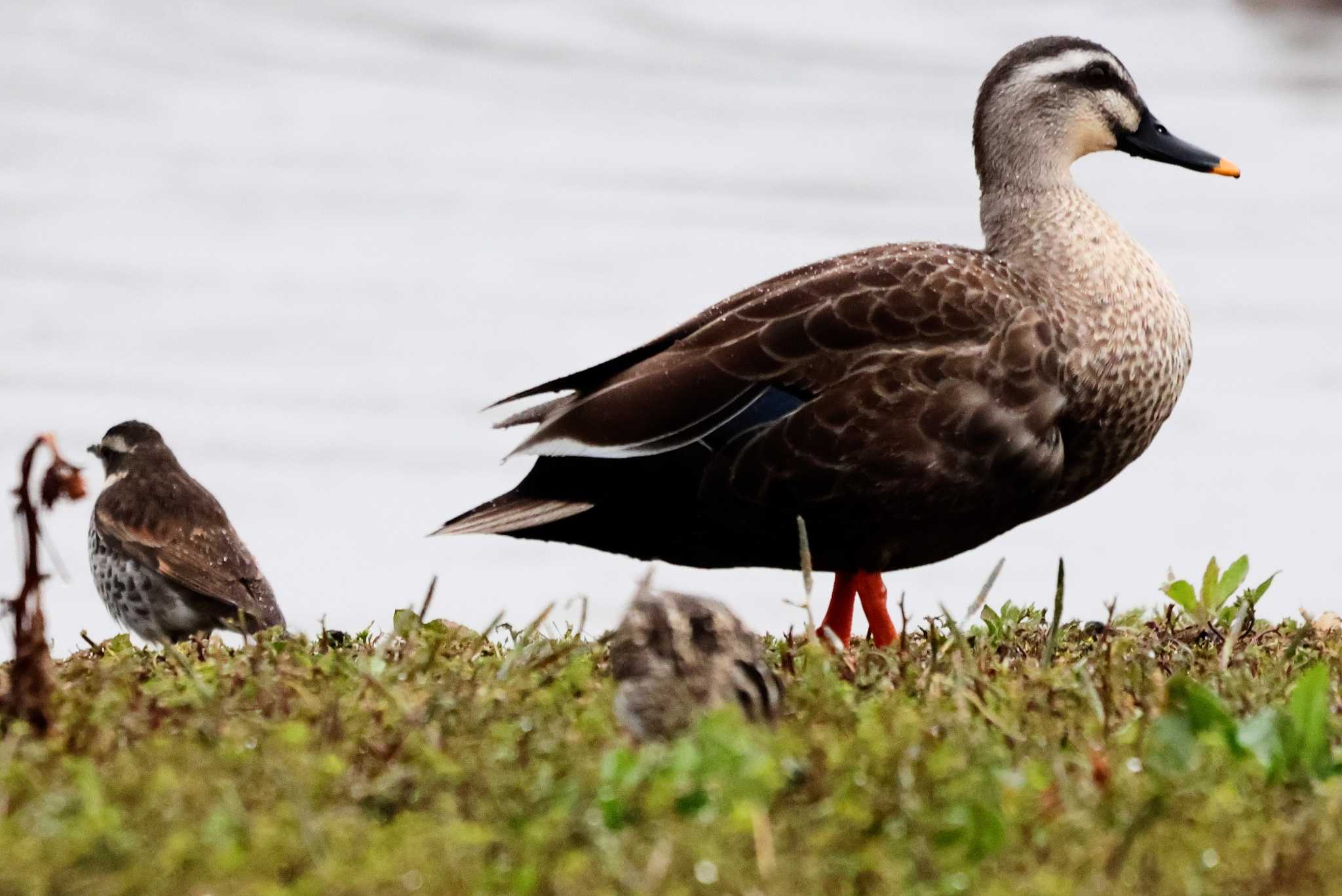 Photo of Eastern Spot-billed Duck at Isanuma by ひろ