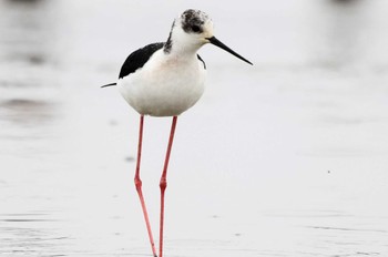 Black-winged Stilt Isanuma Mon, 3/25/2024