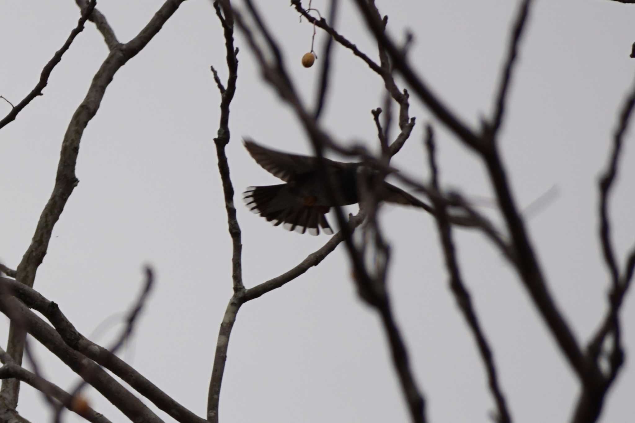 White-cheeked Starling