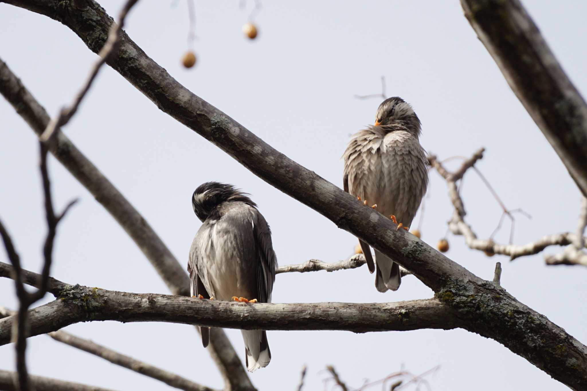 White-cheeked Starling