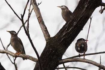 White-cheeked Starling 江津湖 Sat, 3/30/2024