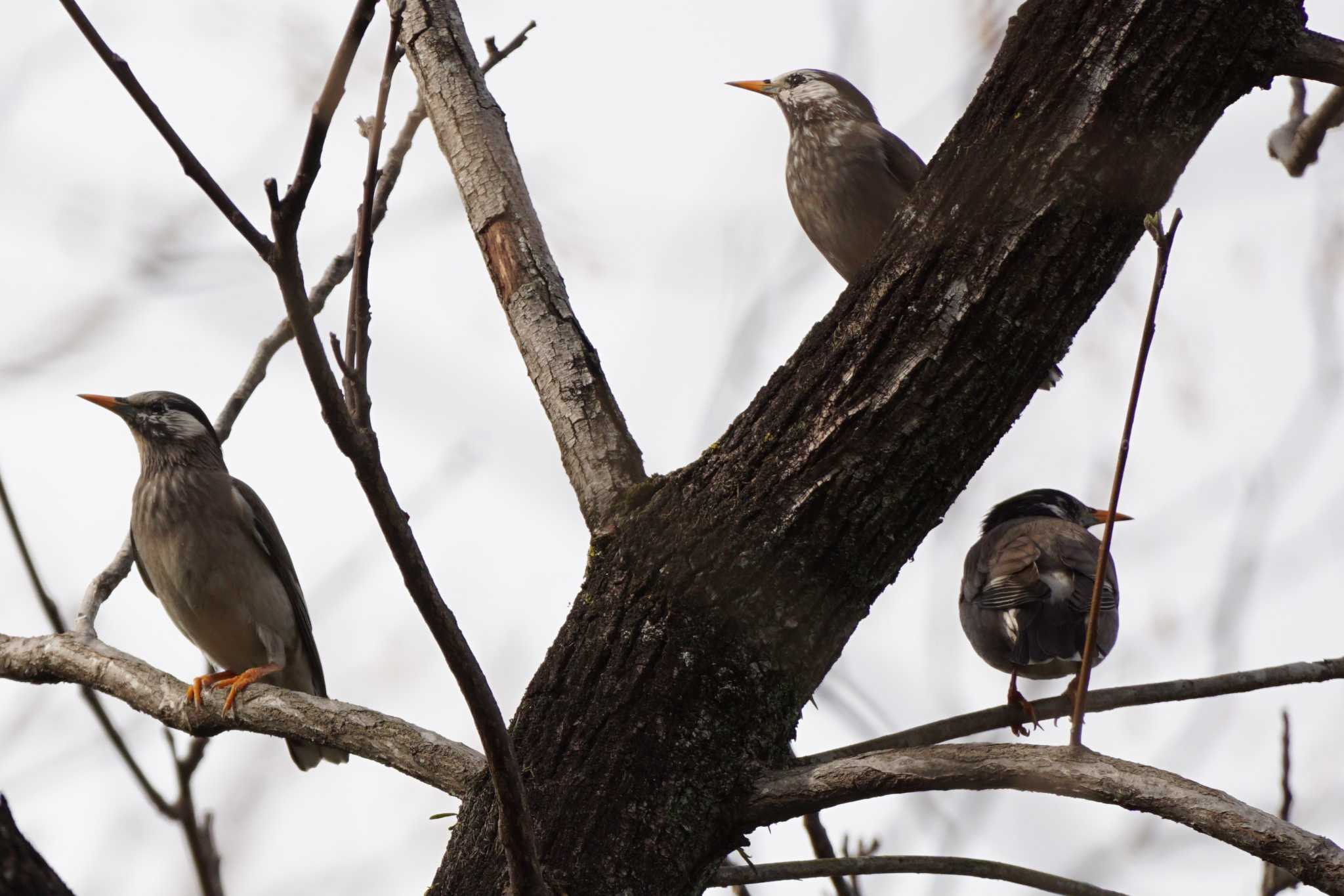 White-cheeked Starling