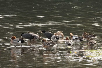 2024年3月30日(土) 江津湖の野鳥観察記録