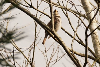 Dusky Thrush 南阿蘇ビジターセンター Sun, 3/31/2024