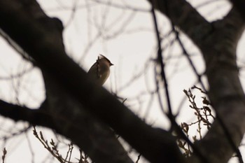 2024年3月31日(日) 南阿蘇ビジターセンターの野鳥観察記録