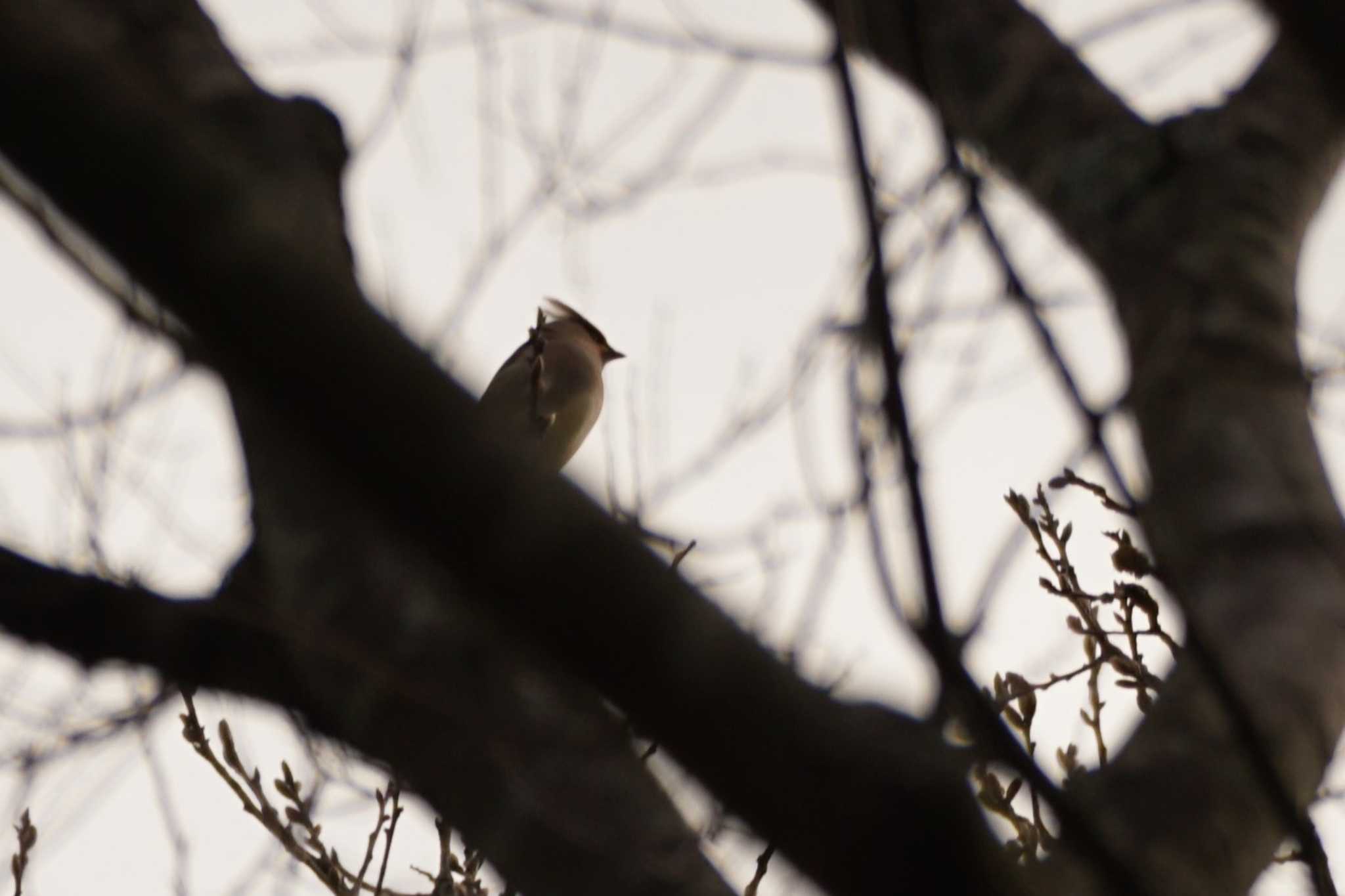 Japanese Waxwing