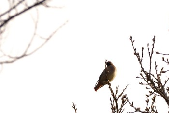 Japanese Waxwing 南阿蘇ビジターセンター Sun, 3/31/2024