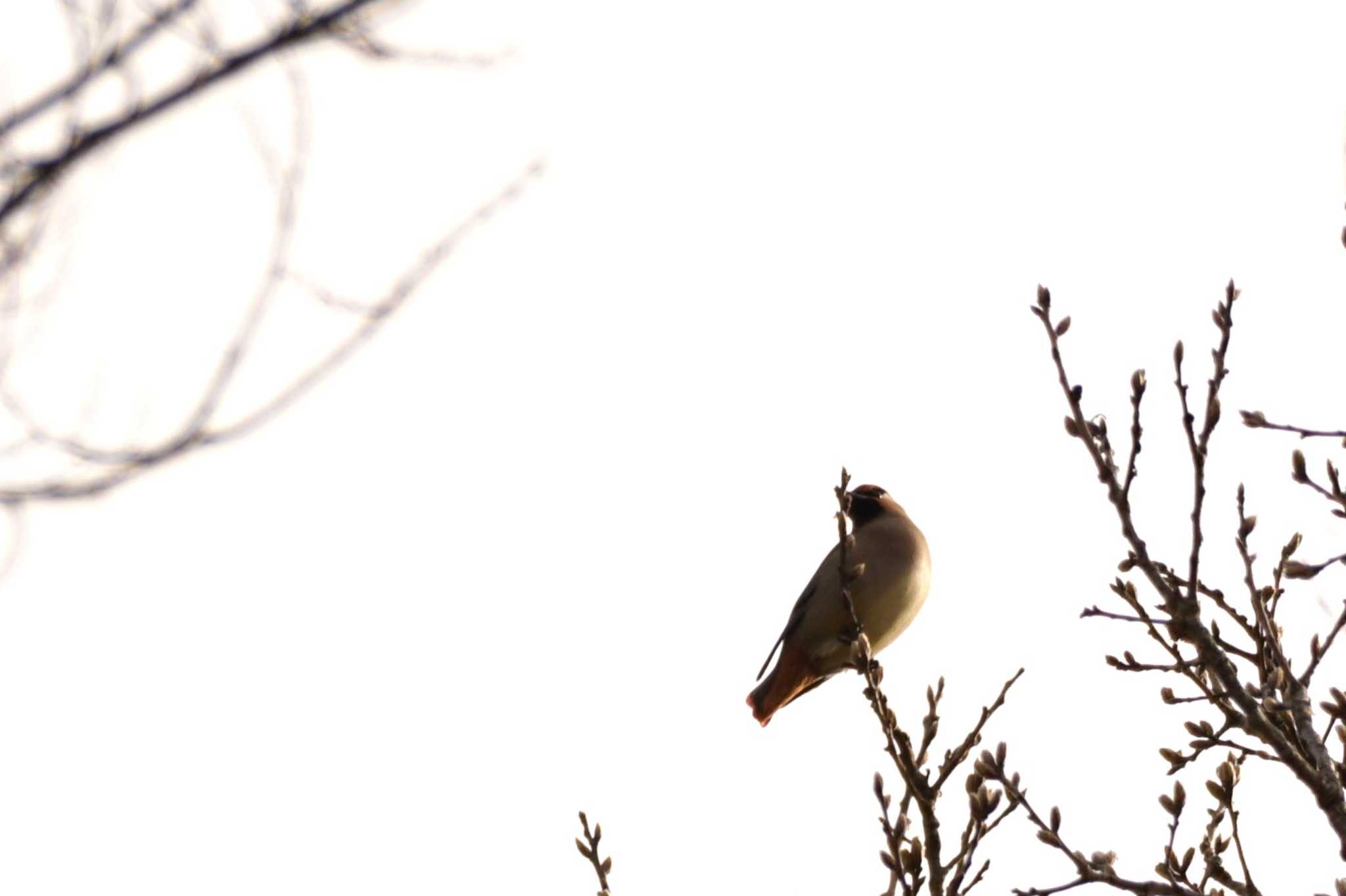 Japanese Waxwing