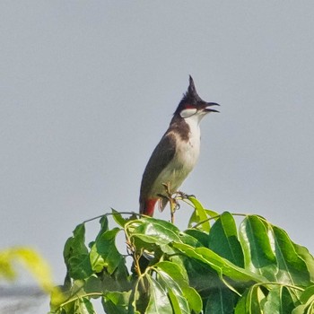 Red-whiskered Bulbul Doi Inthanon National Park Sat, 3/9/2024