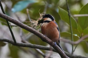 Varied Tit 隠岐(島根県) Thu, 3/28/2024