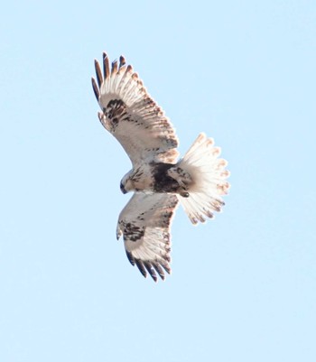 Rough-legged Buzzard Unknown Spots Sat, 2/17/2024