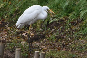 Great Egret 立田山 Wed, 11/21/2018