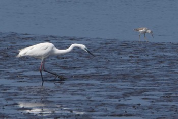 Great Egret(modesta)  熊本市白川河口 Mon, 4/15/2019