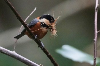 Varied Tit 隠岐(島根県) Thu, 3/28/2024