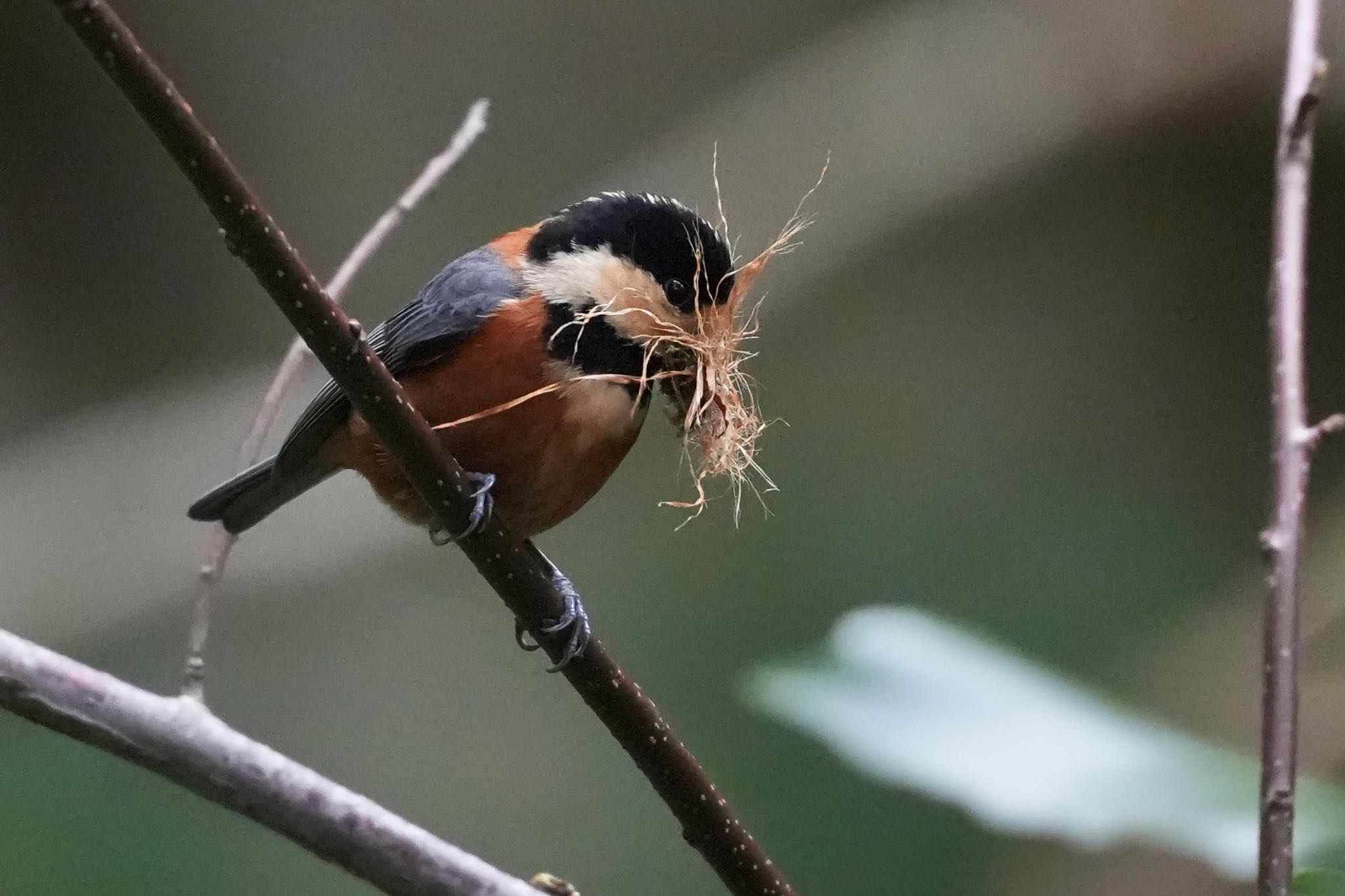 Varied Tit