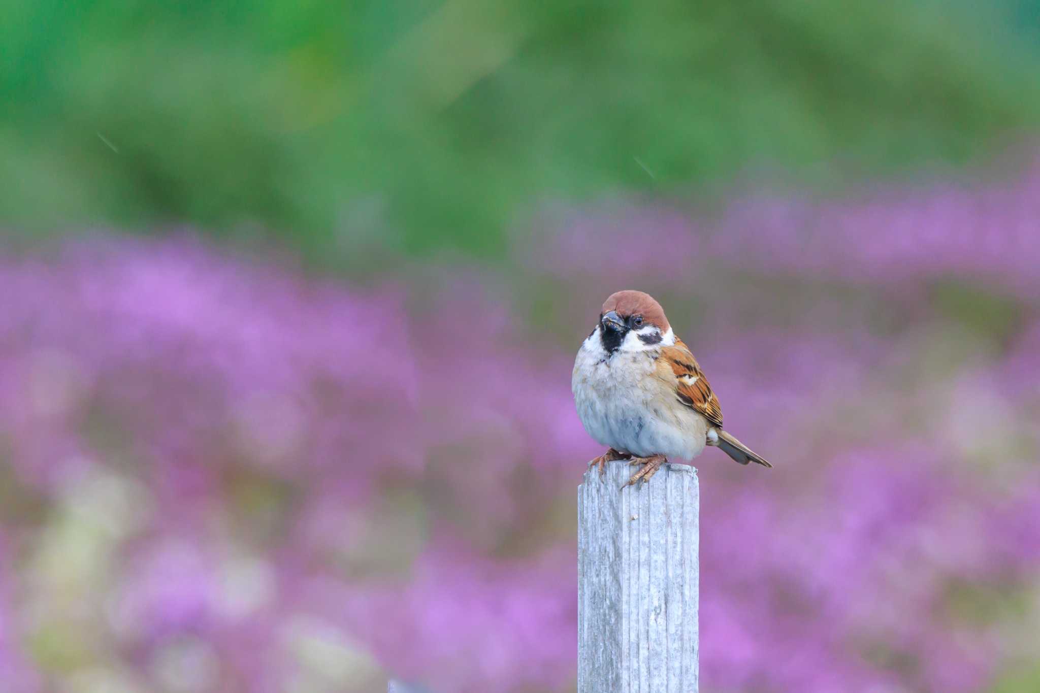 Photo of Eurasian Tree Sparrow at 明石市大久保町 by ときのたまお