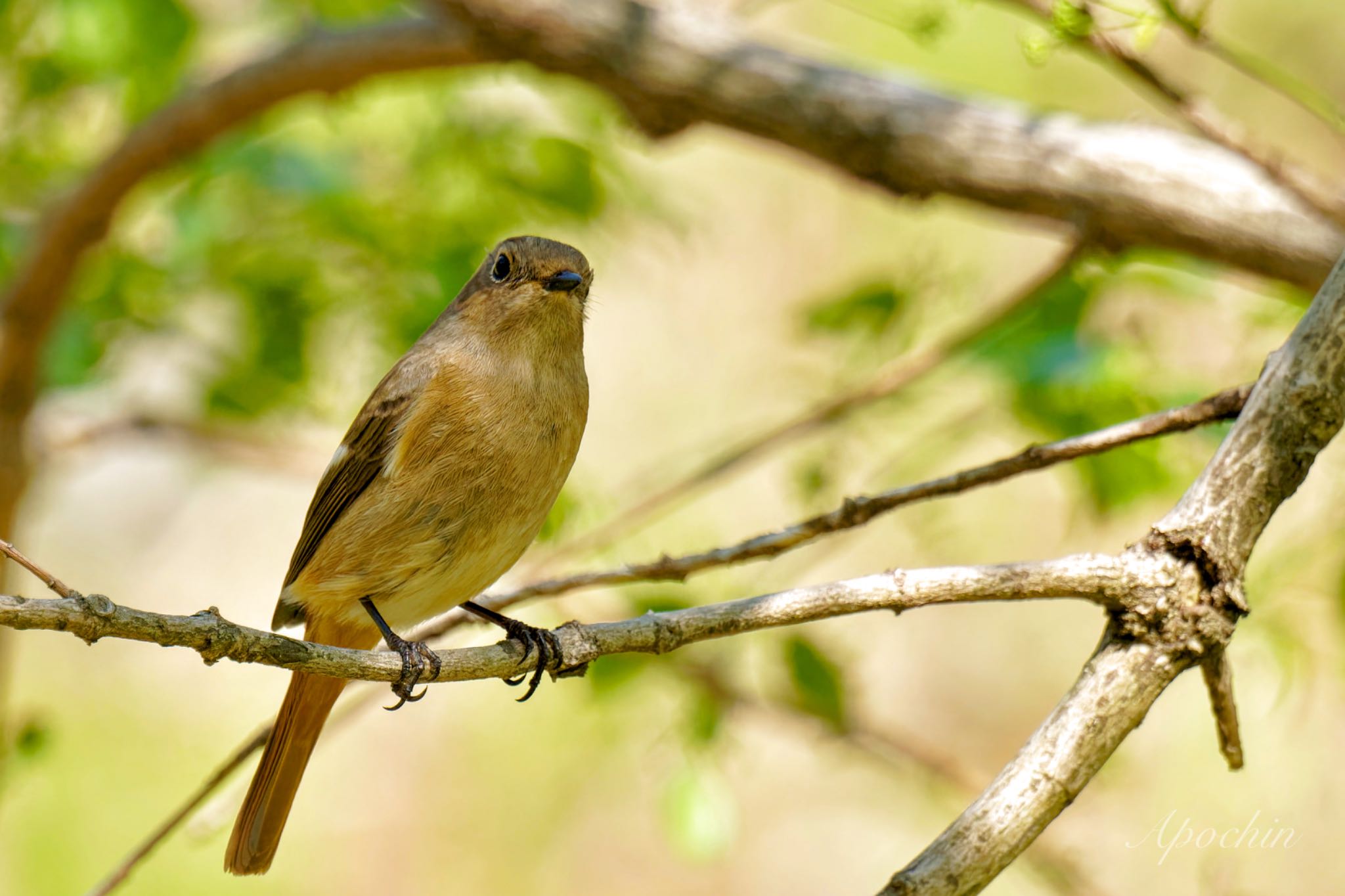 Daurian Redstart