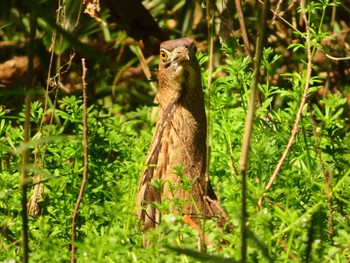 Japanese Night Heron Mizumoto Park Sun, 3/31/2024