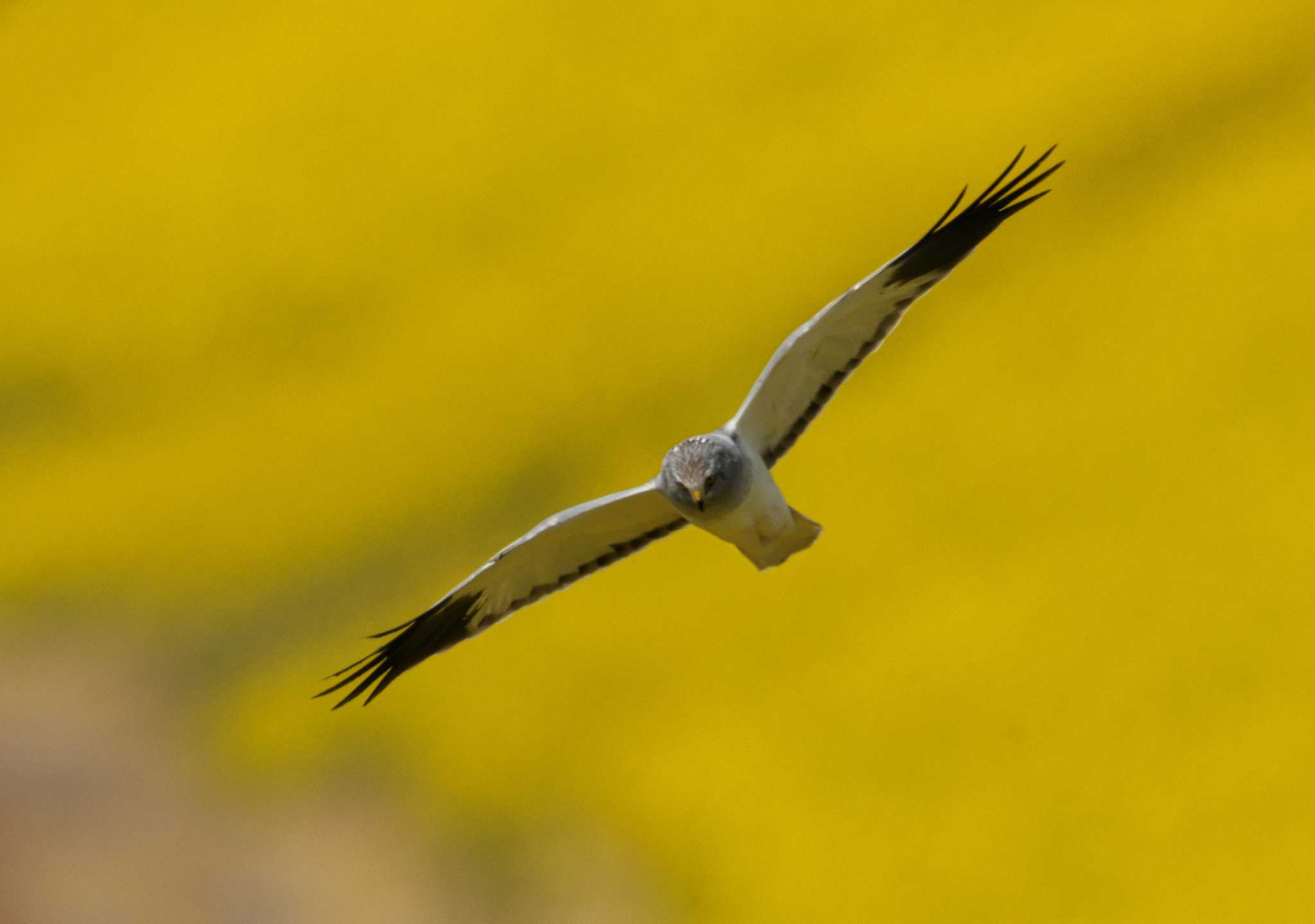 Photo of Hen Harrier at 群馬県 by snipe