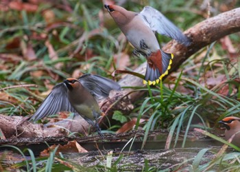 Bohemian Waxwing 埼玉県 Sun, 3/24/2024