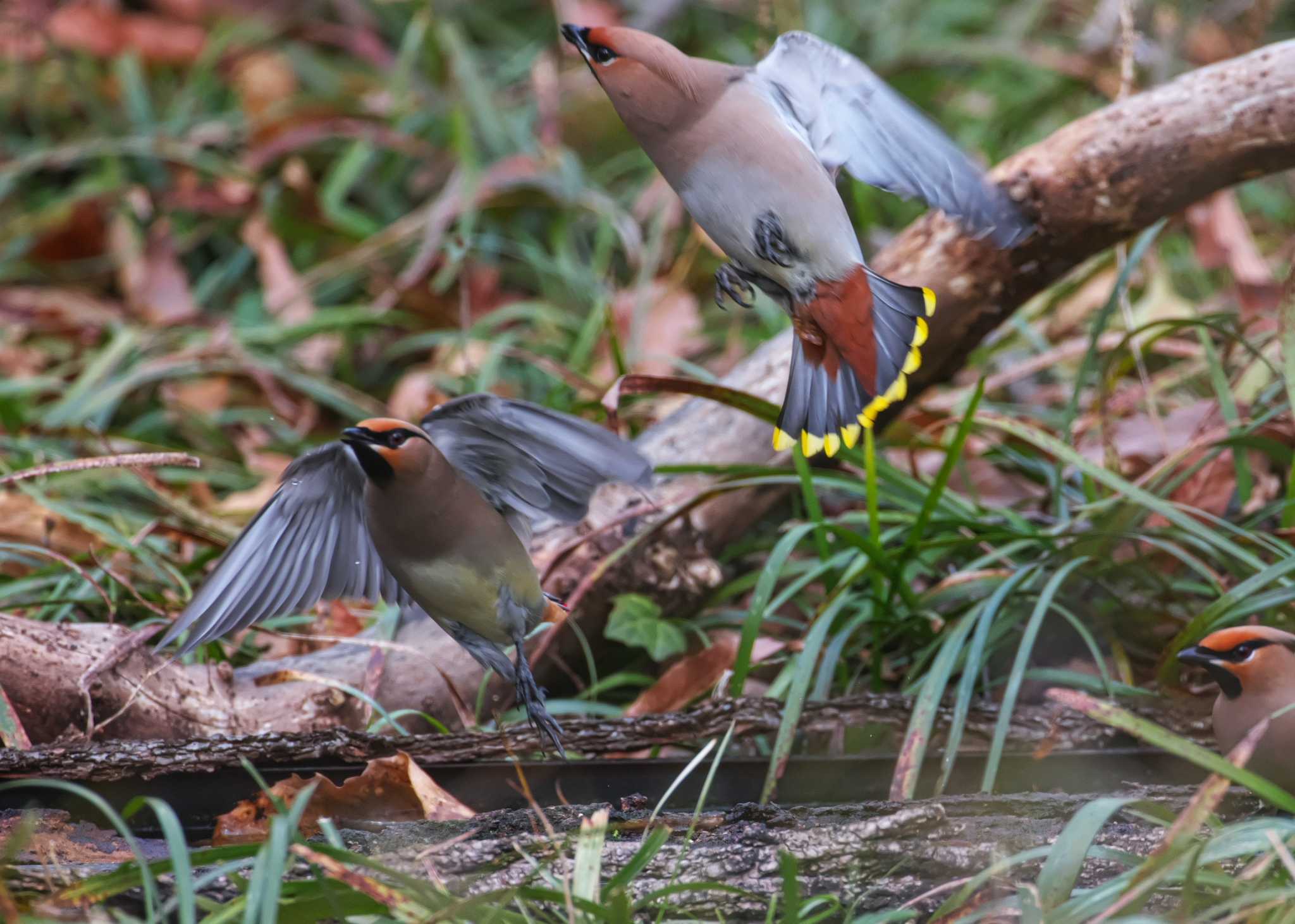 Photo of Bohemian Waxwing at 埼玉県 by snipe