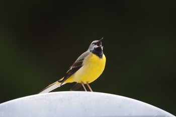 Grey Wagtail 川上村 Sun, 3/31/2024