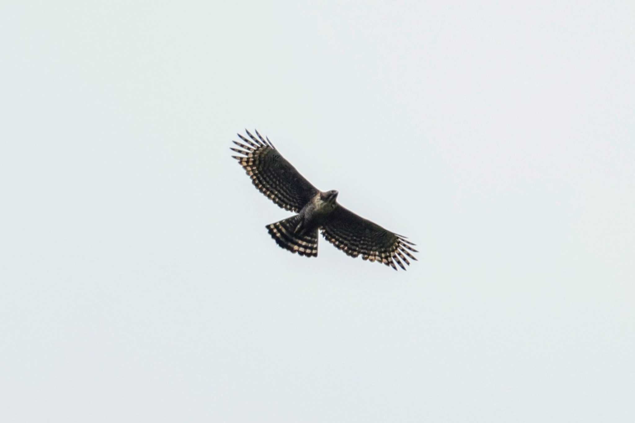 Photo of Mountain Hawk-Eagle at 川上村 by トビトチヌ