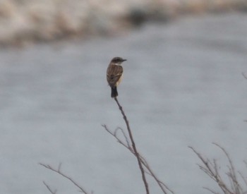 Amur Stonechat 武庫川 Sun, 3/31/2024