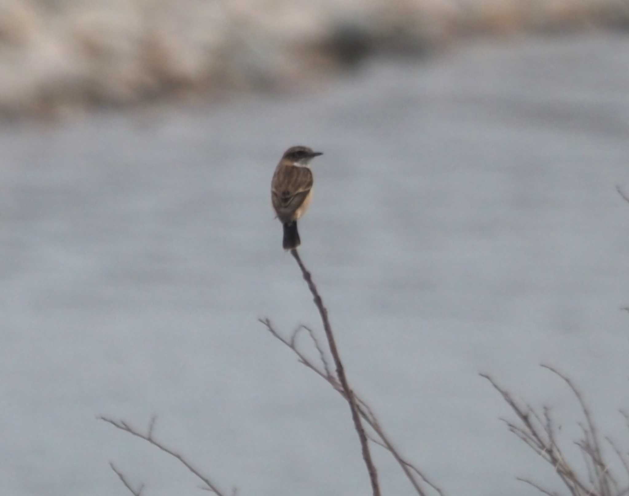 Photo of Amur Stonechat at 武庫川 by マル