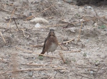 Naumann's Thrush 武庫川 Sun, 3/31/2024