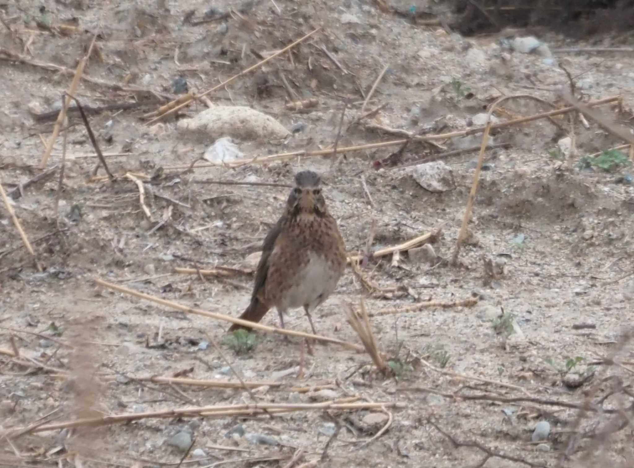 Photo of Naumann's Thrush at 武庫川 by マル