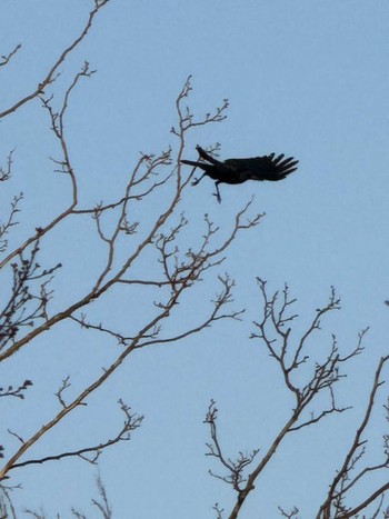 2024年3月31日(日) MFχ(23区西部)の野鳥観察記録