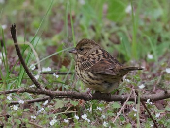 Masked Bunting 多摩地区 Sun, 3/24/2024