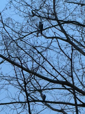 2024年4月1日(月) MFχ(23区西部)の野鳥観察記録