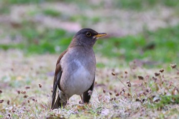 シロハラ ロクハ公園(滋賀県草津市) 2024年3月30日(土)