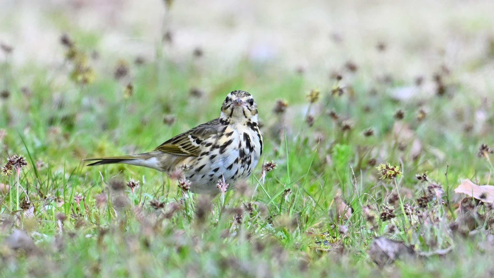 Olive-backed Pipit