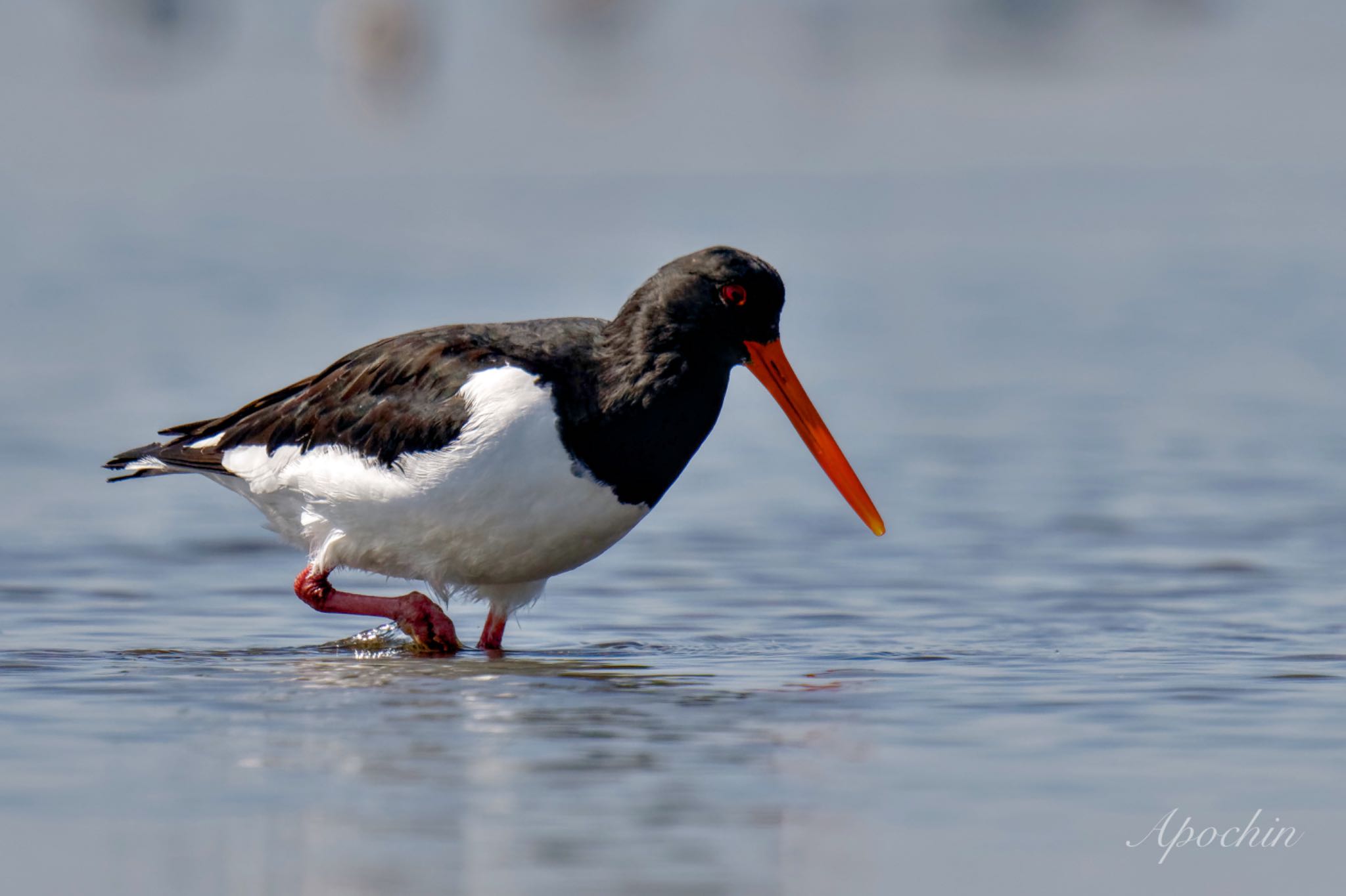 Photo of Eurasian Oystercatcher at Sambanze Tideland by アポちん