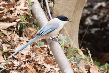 Azure-winged Magpie 横浜市 Thu, 3/28/2024