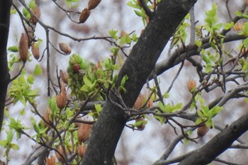 Indian Rose-necked Parakeet 航空公園 Mon, 4/1/2024