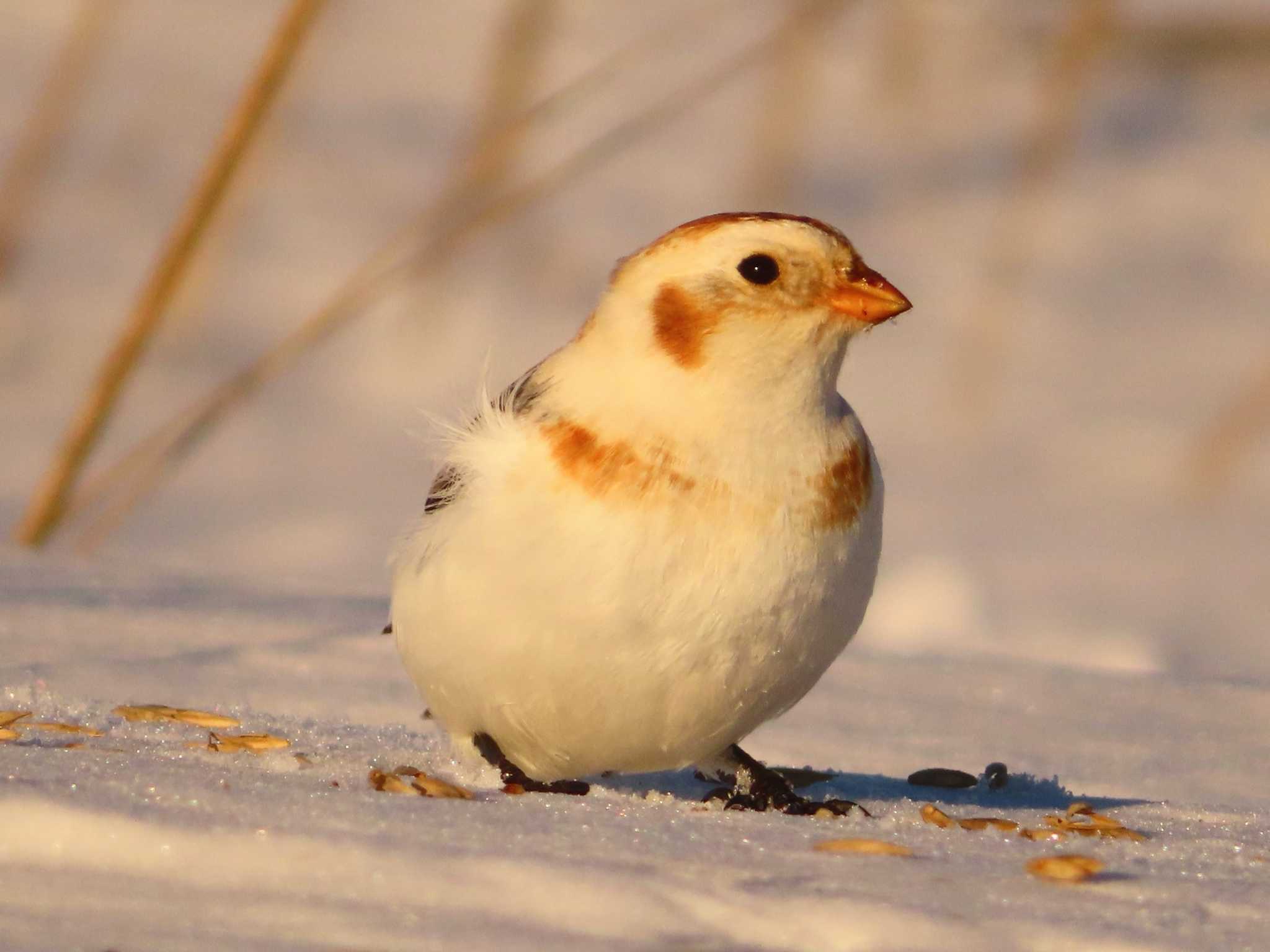 Snow Bunting