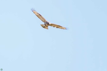 2024年3月10日(日) 埼玉　荒川河川敷の野鳥観察記録