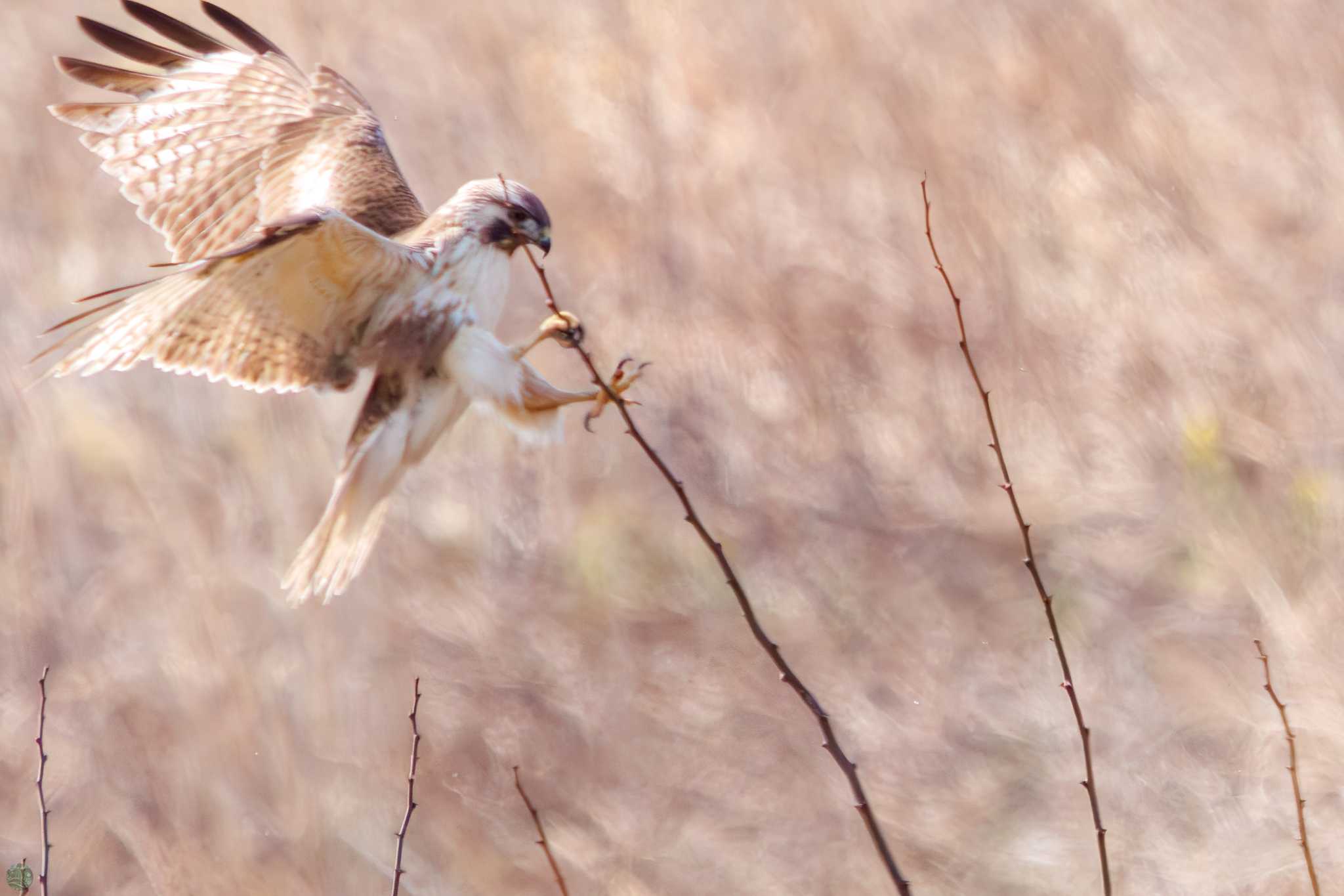 Eastern Buzzard